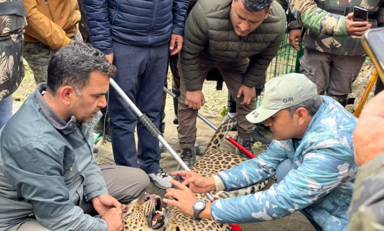 देहरादून में दहशत का पर्याय बना गुलदार पिंजड़े में कैद, दो मासूमों को बना चुका था निवाला, देखें वीडियो